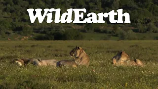 WildEarth - Sunrise  Safari - 13 Sep 2022