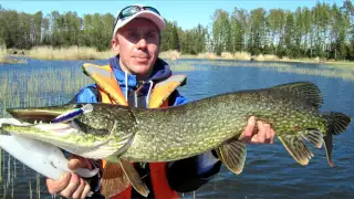 Крупная щука на мелководный Lucky Craft Flash Minnow 130 MR.