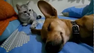 cat slaps dog for farting