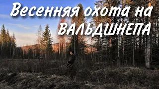 ВЕСЕННЯЯ ОХОТА НА ВАЛЬДШНЕПА : что делать для успеха? Охота. Тяга вальдшнепа. 2022.