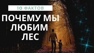 10 ИНТЕРЕСНЫХ ФАКТОВ О ЛЕСАХ