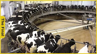 Dairy Farm - Journey from The Farm to The Best Modern Milk Processing Factory - Food Factory