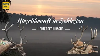 Hirschbrunft in Schlesien - Starke Hirsche auf der Strecke