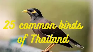 25 common birds of thailand #birds #animals #thailand