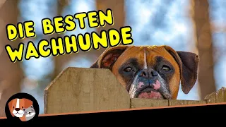 Die besten Wachhunde: Diese Hunderassen eignen sich besonders gut