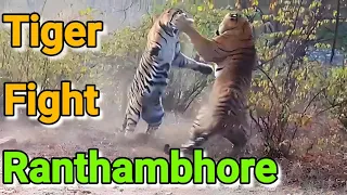 Tiger fight in Ranthambore | Male Tiger T 86 and Female Tiger T 111 in Zone 4