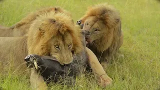 Gardenia Brothers Devouring a Warthog Alive