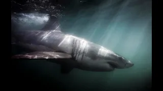 Woman Swimming with Seals Attacked by Huge Great White Shark