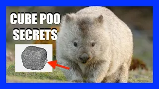 How Do Wombats Make Cubed Poo? | [OFFICE HOURS] Podcast #039