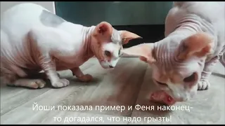 Иногда полезно грызть! Сфинксы дома.