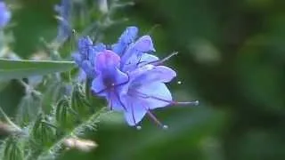 Invasive Species - Blueweed (Echium vulgare)