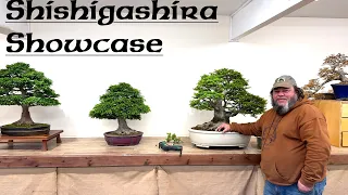 Shishigashira Showcase - Greenwood Bonsai