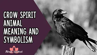 Crow Spirit Animal Meaning And Symbolism