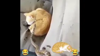 🐍snake attack a sleeping cat😴###😂 funny moment ###wait the end#