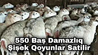 550 BAŞ ŞİŞƏK DAMAZLİQ QOYUNLAR SATİLİR TEL:051 792 83 28