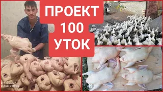 ЗАБОЙ 100 УТОК, секреты ТОВАРНОЙ ТУШКИ и вес МУЛАРДОВ в 60 дней😳