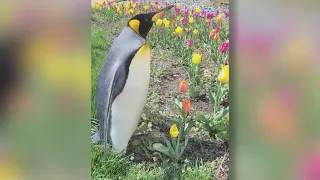 Kansas City Zoo penguin selected in global competition 