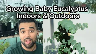 How to grow Baby Blue Eucalyptus Plants at Home Indoors & Outdoors