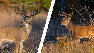 White Tailed Deer Facts | Facts about White Tailed Deer for Kids