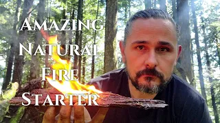 How To Find Fatwood In The Forest - Amazing Natural Fire Starter