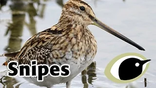 BTO Bird ID - Common and Jack Snipe