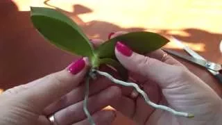 Отделяем детку от мамы. Как отделить детку от орхидеи ?