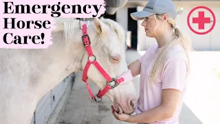 Emergency Horse Care - This Esme Ad