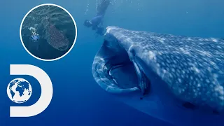 Swimming Side-By-Side With The World's Biggest Sharks | Chasing Ocean Giants