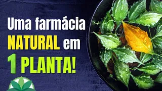 MELÃO DE SÃO CAETANO E OS BENEFÍCIOS MEDICINAIS - UMA FARMÁCIA NATURAL EM 1 PLANTA!