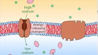 Secondary Active Transport