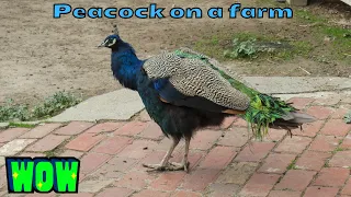 A beautiful wandering peacock goes on the roof