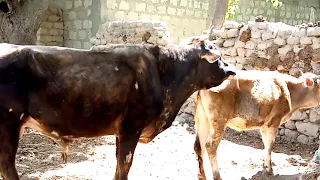 beautifull animals in village || Animals Earth ||