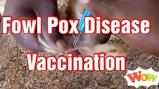 Vaccinating Poultry against Fowl Pox  Disease