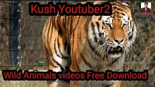 Wild animals videos get injured while picking the wrong prey, what happens next? #kushyoutuber2 #yt