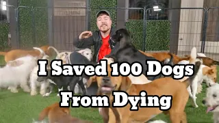 I Saved 100 Dogs From Dying#mrbeast