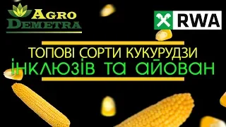 Анонс сортів кукурудзи Айован та Інклюзів