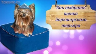 Как выбрать щенка йоркширского терьера