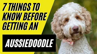 Aussiedoodle - 7 Things to know BEFORE getting an Aussiedoodle