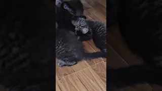 all 6 kittens