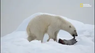 El oso polar | Depredadores mortales de Alaska