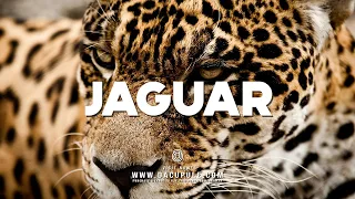 [SOLD] 🐆 Moombahton x Dancehall Type Beat 2020 - Moombahton Type Beat 2020 (FREE) 🐆