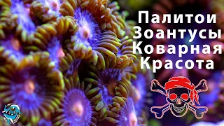 Морские кораллы Палитои и Зоантусы. Осторожно, опасно для здоровья!! Содержание в морском аквариуме.