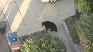 Man Texting While Leaving Home Gets Scared By 500 Pound Bear!
