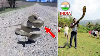 Top 10 Most Venomous Snakes in the World | FactEX