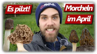 Pilze ohne Ende | Alle Morchelarten sammeln | 4 Morchel Arten im eigenen Garten