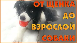 Бордер-колли Шанти: от щенка до взрослой собаки