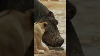 LION VS HIPPO