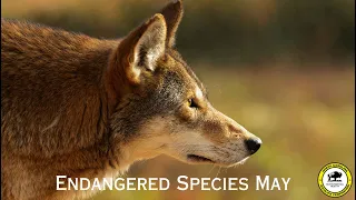 An Endangered Species Day Message from Kat Ramos, NCWF Red Wolf Educator and Outreach Coordinator