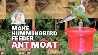 Ants on Your Hummingbird Feeder? This DIY Moat Will Stop Them