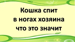 Кошка спит в ногах хозяина, что это значит